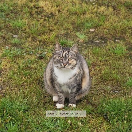 Photo de chat perdu à Saint Hilaire De Riez
