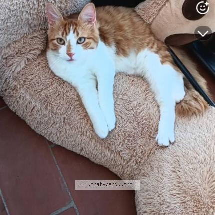 Photo 1/1 Pickatchu Chat perdu à Perpignan