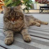 Photo de chat perdu à Malafretaz