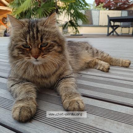 Photo 1/1 Chat retrouvé Perdu à Malafretaz