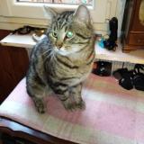 Photo de chat perdu à Gurcy Le Chatel