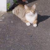 Photo de chat trouvé à Stains