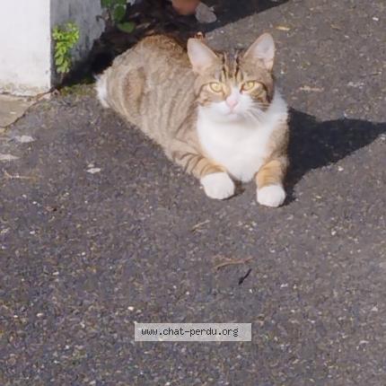 Photo 1/1 Chat trouvé Trouvé à Stains