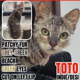 Photo de chat perdu à Greater Noida