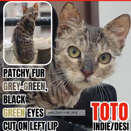 Photo 1/1 Toto Chat perdu à Greater noida
