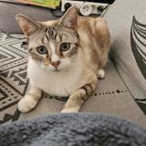 Photo de chat perdu à Orange