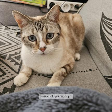 Photo 1/1 Anakin Chat perdu à Orange