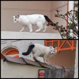 Photo de chat trouvé à Bordeaux