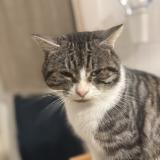 Photo de chat perdu à Le Poire Sur Vie