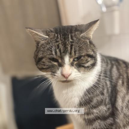 Photo 1/1 Udson Chat perdu à Le poire sur vie