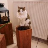 Photo de chat perdu à Baudemont