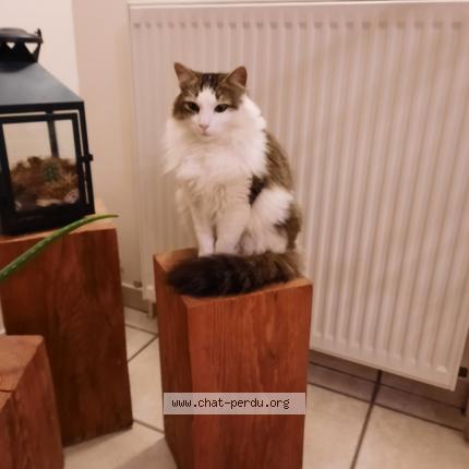 Photo 1/1 Isabelle Augay Chat perdu à Baudemont