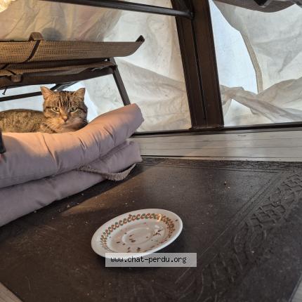 Photo 1/1 Chat trouvé Trouvé à Gatineau