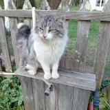 Photo de chat trouvé à Fauillet
