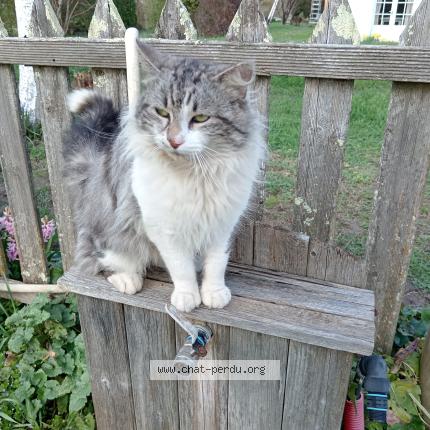 Photo 1/1 Chat trouvé Trouvé à Fauillet