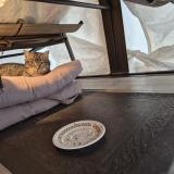 Photo de chat trouvé à Gatineau