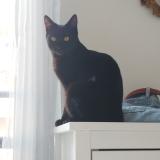 Photo de chat perdu à Marseille