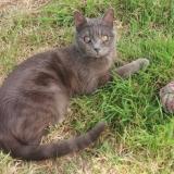 Photo de chat perdu à Pipriac