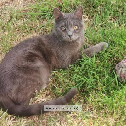 Photo 1/1 Kiki Chat perdu à Pipriac