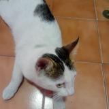 Photo de chat trouvé à Lima