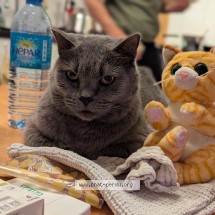 Photo 1/1 Didon Chat perdu à Le cres