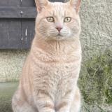 Photo de chat perdu à La Riviere