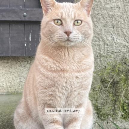 Photo 1/1 Diabolo Chat perdu à La riviere