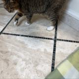 Photo de chat perdu à Palm Coast