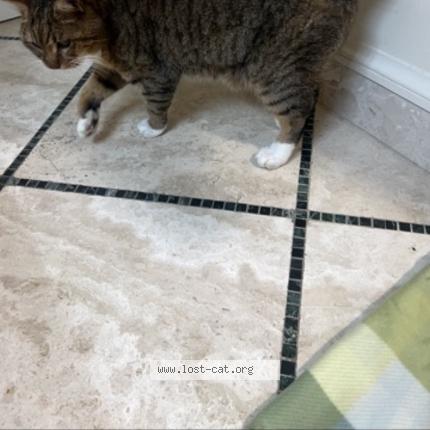 Photo 1/1 Meow Meow Chat perdu à Palm coast