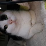 Photo de chat trouvé à Dreffeac