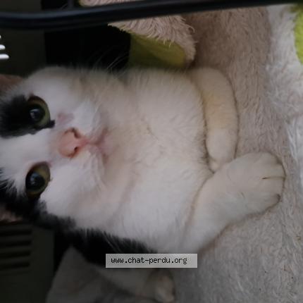 Photo 1/1 Chat trouvé Trouvé à Dreffeac