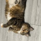 Photo de chat perdu à Sevran