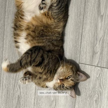 Photo 1/1 Mina Chat perdu à Sevran