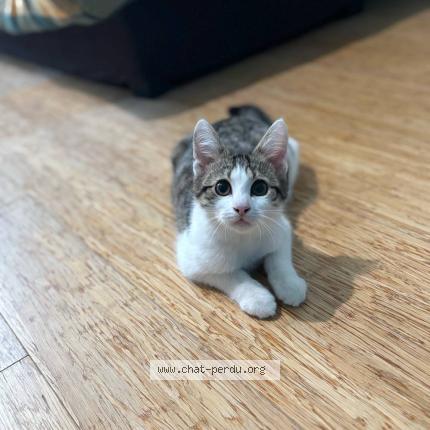 Photo 1/1 Meerus Chat perdu à Chalons en champagne