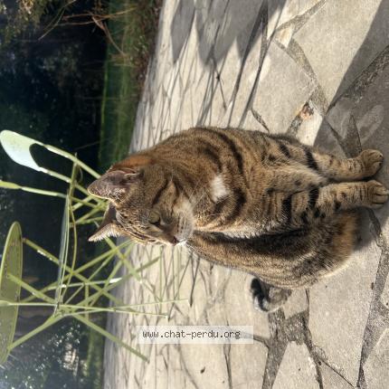 Photo 1/1 Chat retrouvé Perdu à Leon
