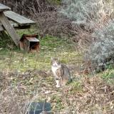 Photo de chat trouvé à Roubaix 59100