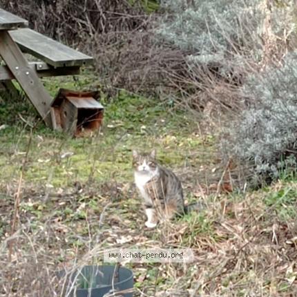 Photo 1/1 Chat trouvé Trouvé à Roubaix 59100