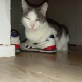 Photo de chat perdu à Paimboeuf