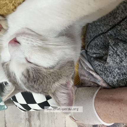 Photo 1/1 Chat retrouvé Trouvé à Neuilly en thelle