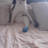 Photo de chat perdu à Colomiers