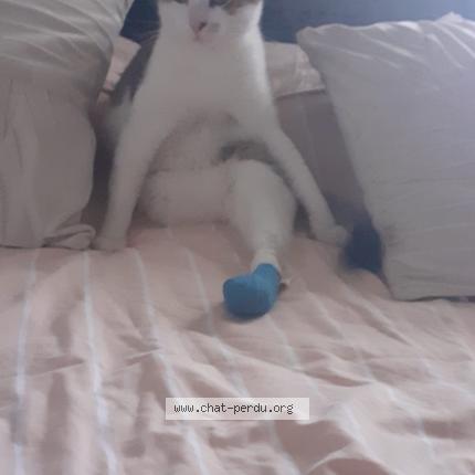 Photo 1/1 Miaous Chat perdu à Colomiers