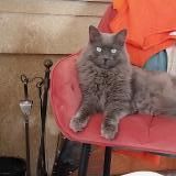 Photo de chat trouvé à Nimes