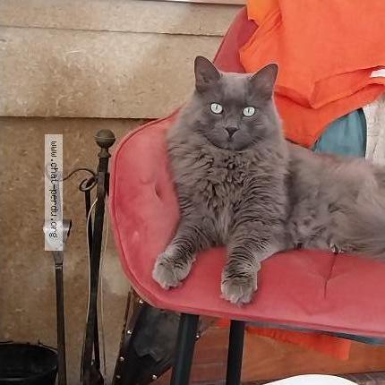 Photo 1/1 Chat trouvé Trouvé à Nimes