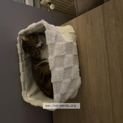 Photo 1/3 Stitch Chat perdu à Boisme