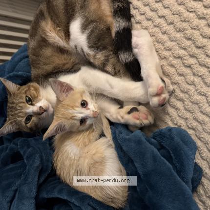 Photo 2/3 Stitch Chat perdu à Boisme