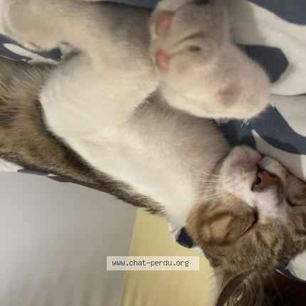 Photo 3/3 Stitch Chat perdu à Boisme