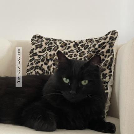 Photo de chat perdu à Brest