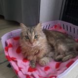 Photo de chat trouvé à Angers