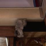 Photo de chat perdu à Claret