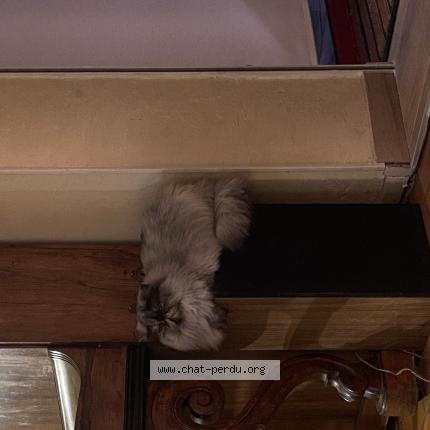 Photo 1/1 Marie Frimousse Chat perdu à Claret